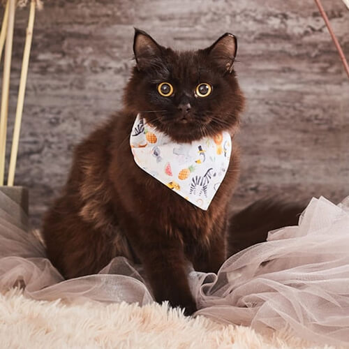 Bandana dla zwierząt do sublimacji